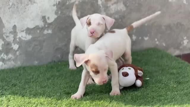 American Bully Pocket Size Puppy, farm video