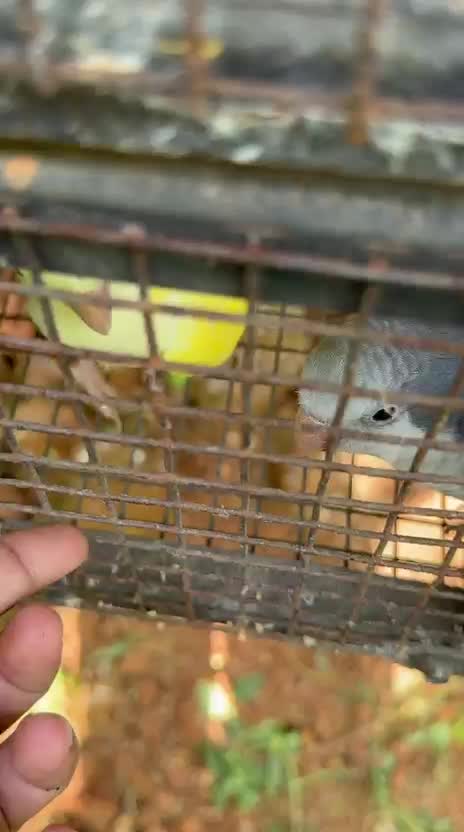 Albino Monk, farm video