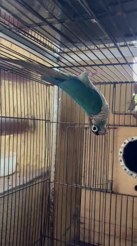 Pineapple Headed Conure, farm video