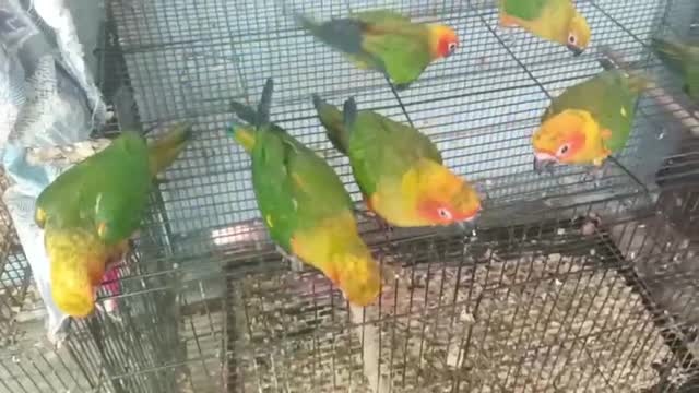 Sun Conure, farm video
