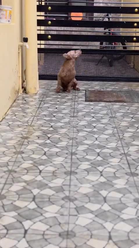 Toy Poodle at an affiliated farm in Chennai, Tamil Nadu
