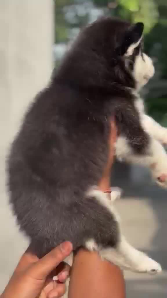 Siberian Husky Puppy | Copper & White Color, farm video