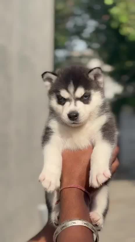 Siberian Husky Puppy | Black & White Color, farm video