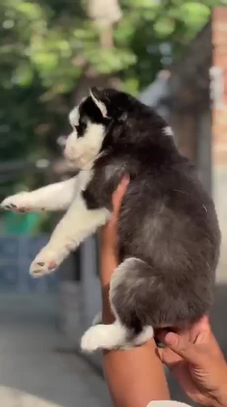 Siberian Husky Puppy | Copper & White Color, farm video