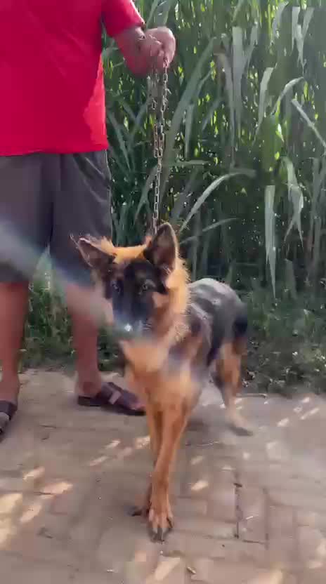 German Shepherd Puppy | Z Black, farm video