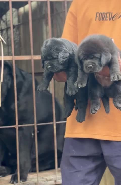 Beagle Black & Tan Puppy, farm video