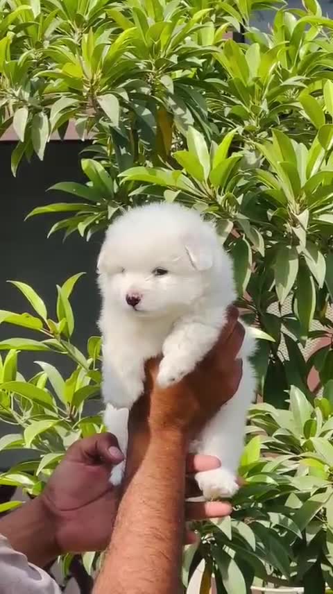 Culture Pom Puppy | White Color, farm video