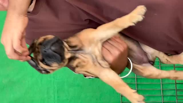 Cane Corso Puppy, farm video