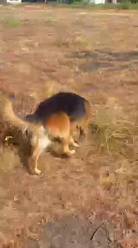 German Shepherd Puppy | Z Black, farm video
