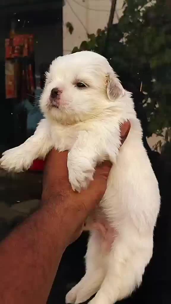 Shih Tzu Puppy Brown & White, farm video