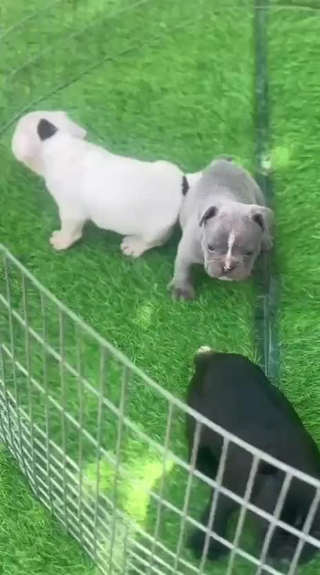 French Bulldog Puppy | Blue, farm video