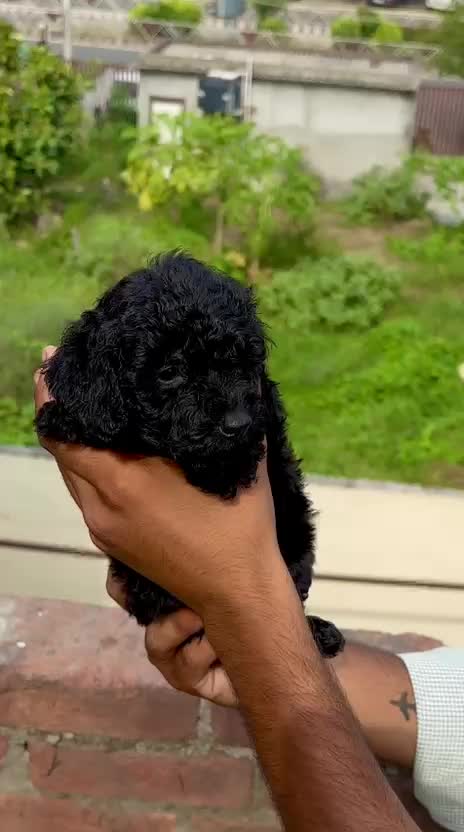 Toy Poodle at an affiliated farm in Amritsar, Punjab