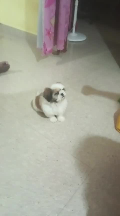 Shih Tzu | Black Color, farm video