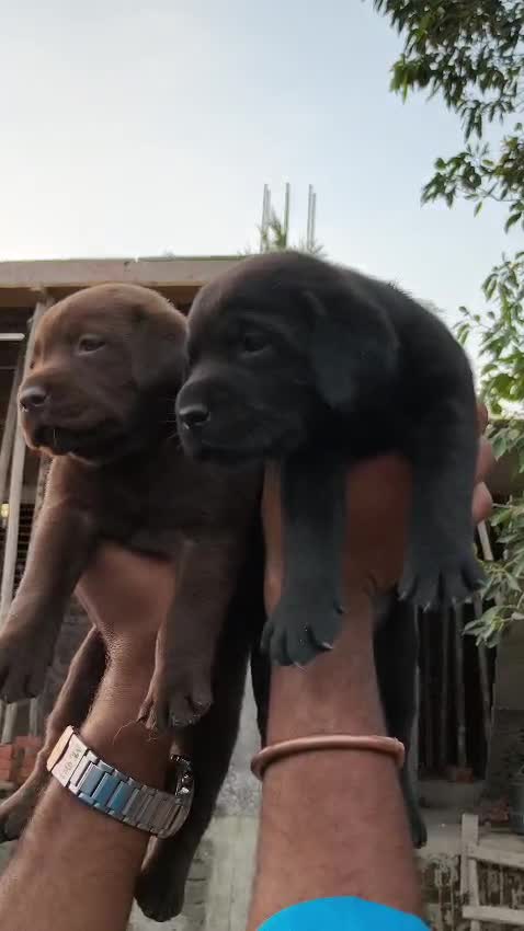 Beagle Black & Tan Puppy, farm video