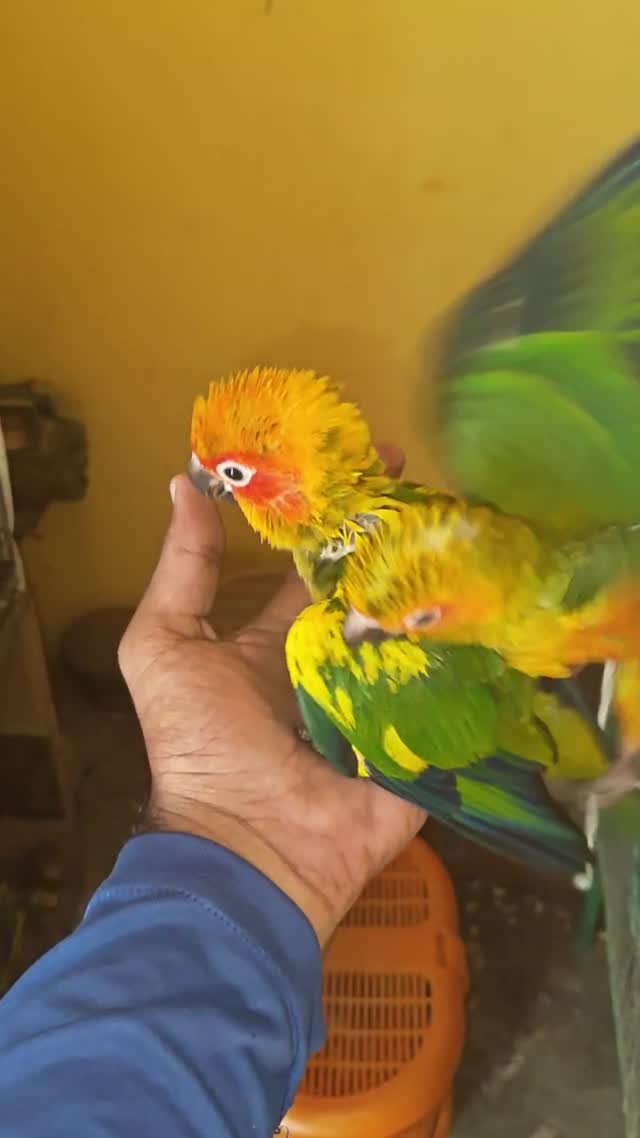 Sun Conure, farm video