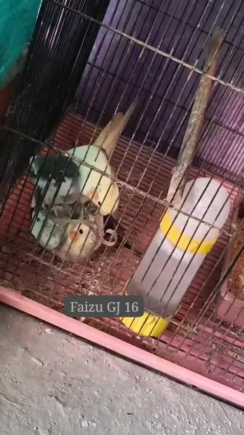 Cockatiel, farm video