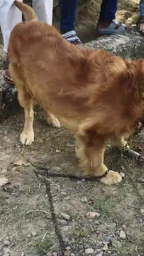Golden Retriever, farm video