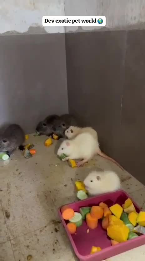 Coypu Rat, farm video