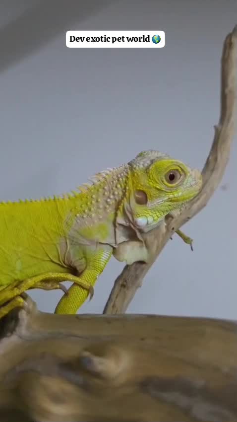 Iguana, farm video