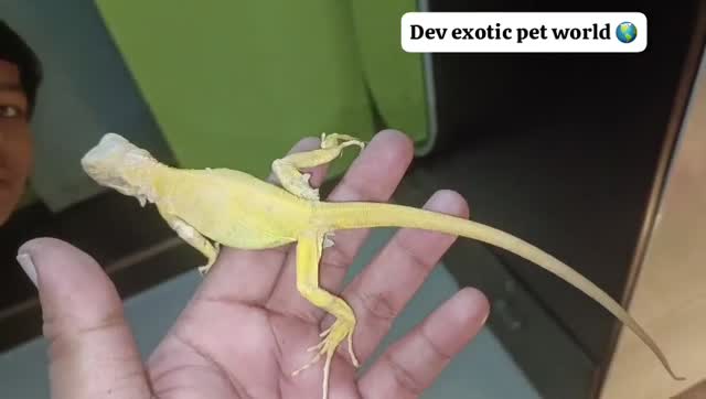 Iguana, farm video
