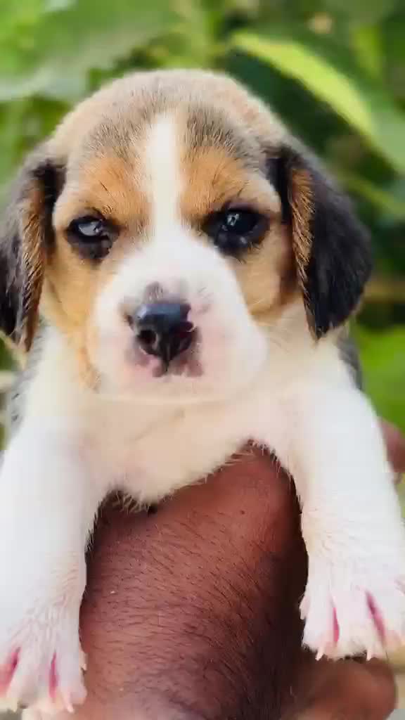 Beagle | Lemon & White | Puppy, farm video