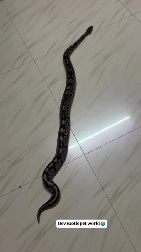 Ball Python, farm video