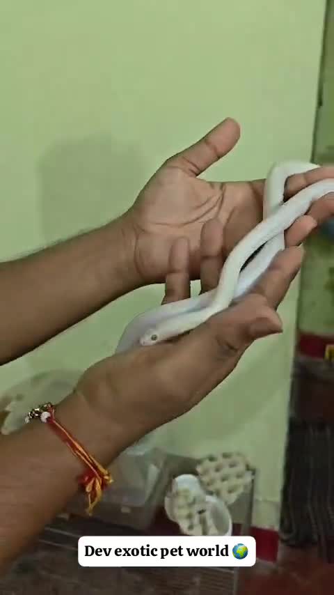 Corn Snake, farm video