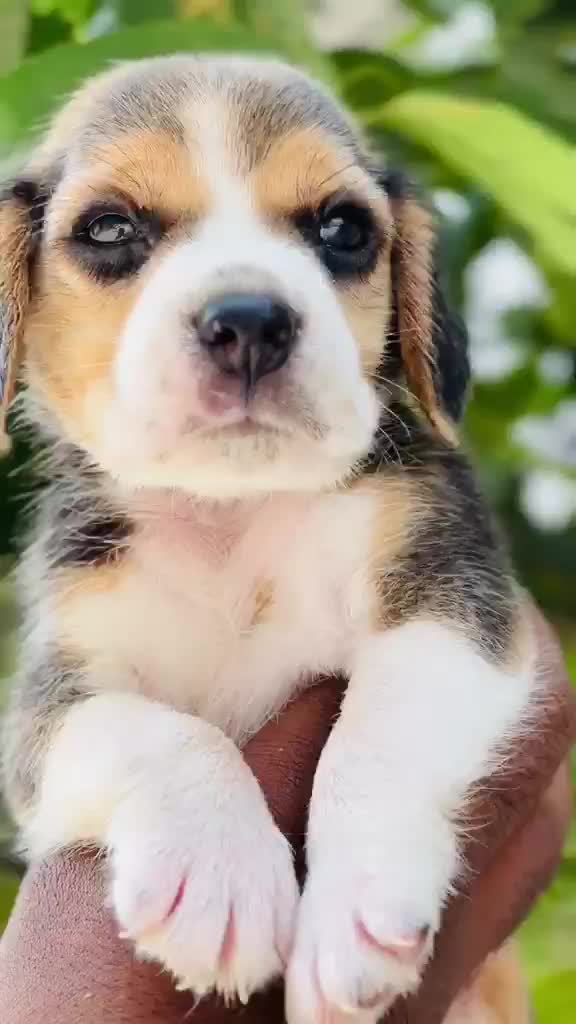 Beagle | Lemon & White | Puppy, farm video