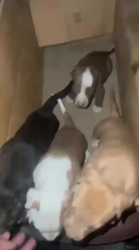 Pitbull Terrier Puppy, farm video