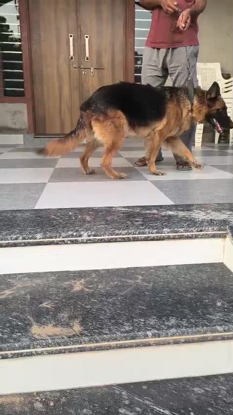German Shepherd Puppy | Z Black, farm video