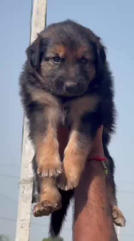 German Shepherd Puppy | Z Black, farm video