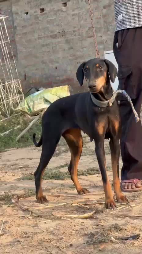 Doberman Pinscher Puppy, farm video