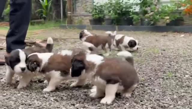 Saint Bernard Puppy, farm video