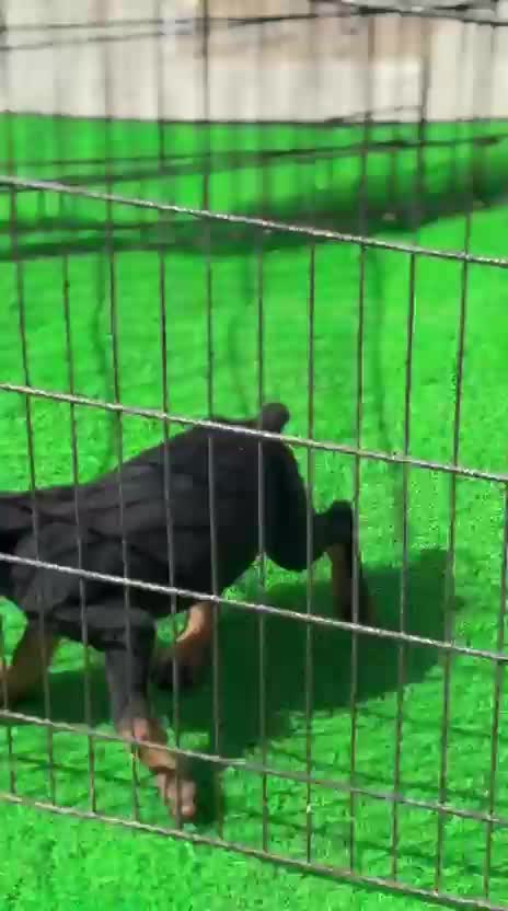 Doberman Pinscher Puppy, farm video