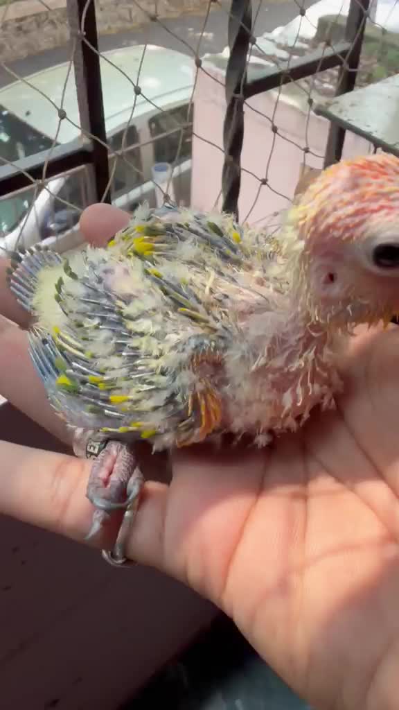 Sun Conure, farm video