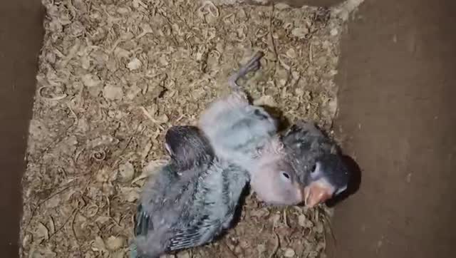 African Love Birds | Yellow & Orange, farm video