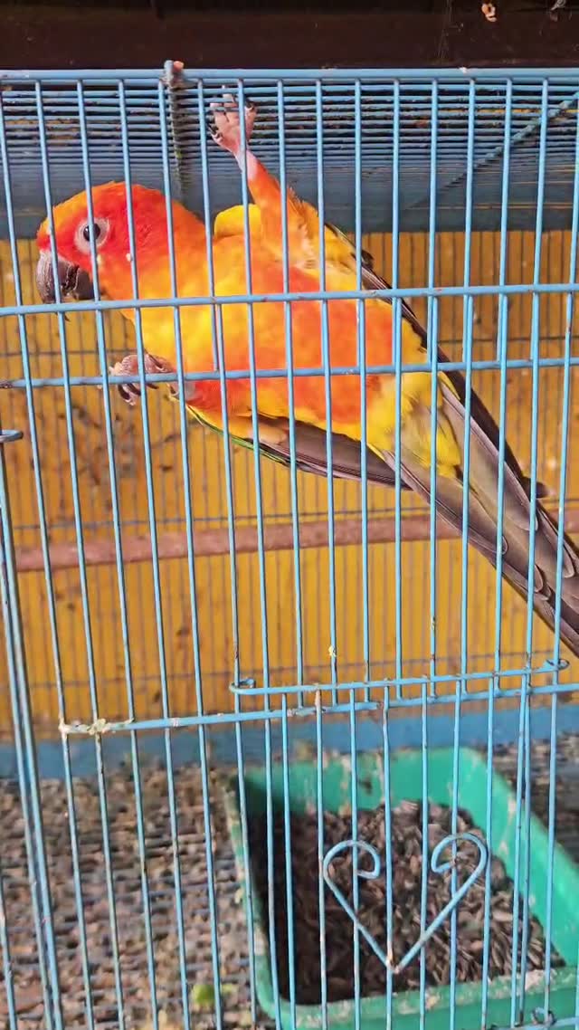 Sun Conure, farm video