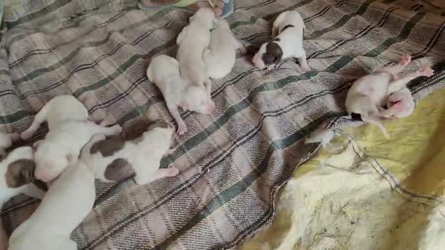 American Bully Standard Size Puppy, farm video