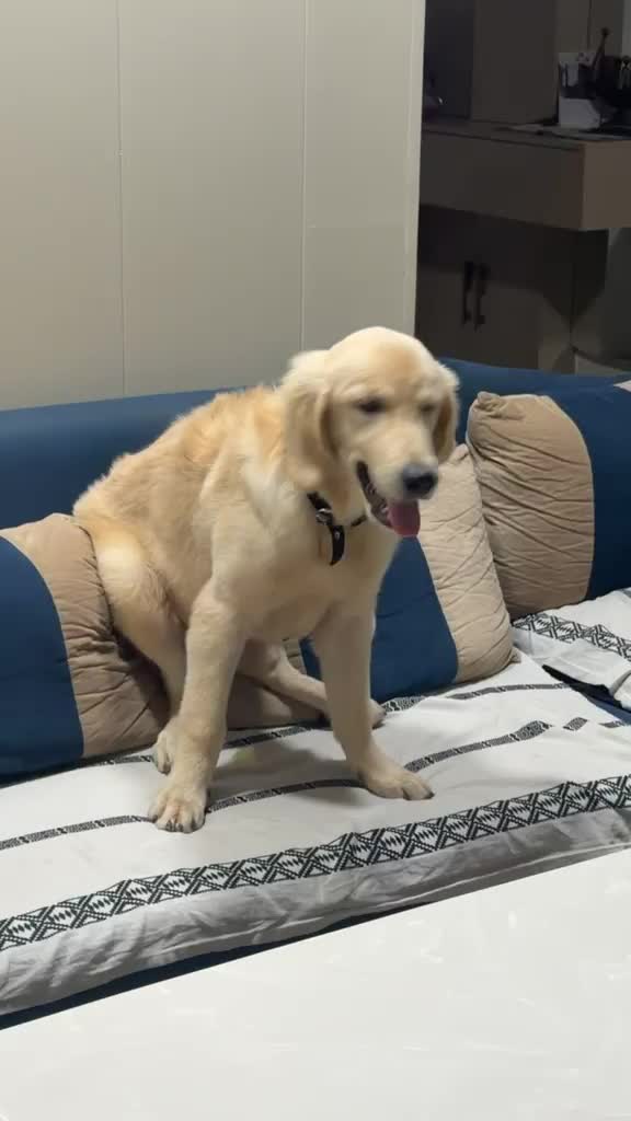 Golden Retriever, farm video
