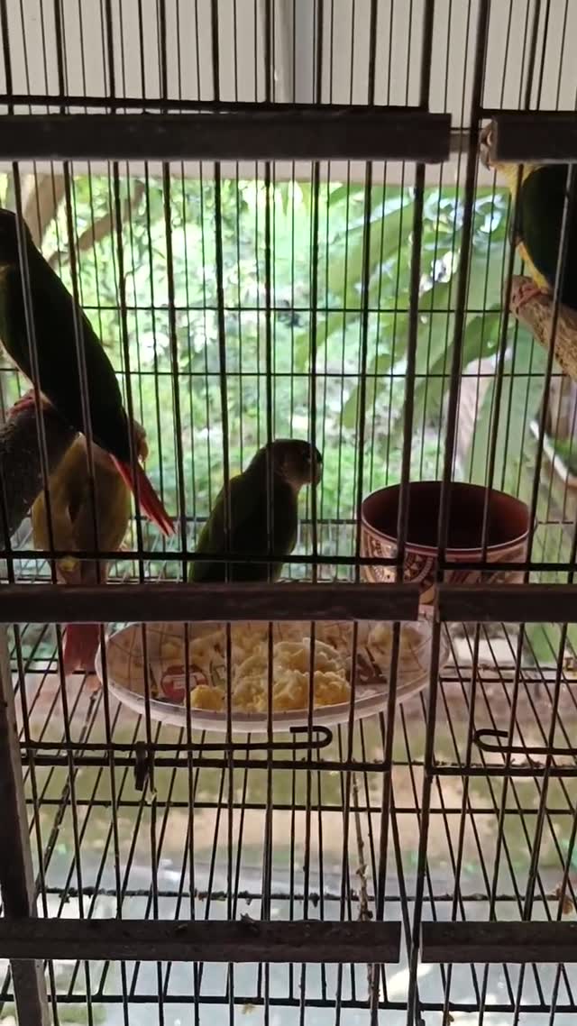 Green Cheek Conure, farm video