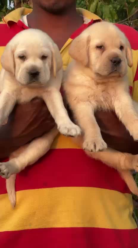 Beagle Black & Tan Puppy, farm video