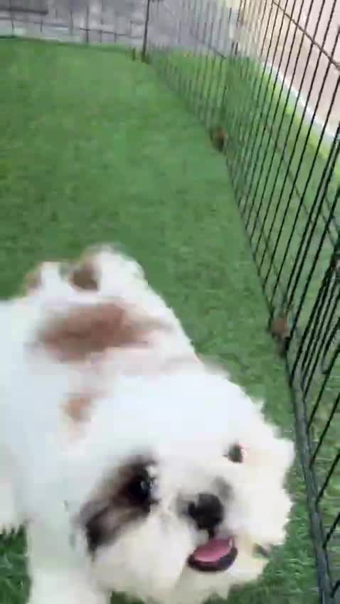 Shih Tzu | Tri Color Puppy, farm video