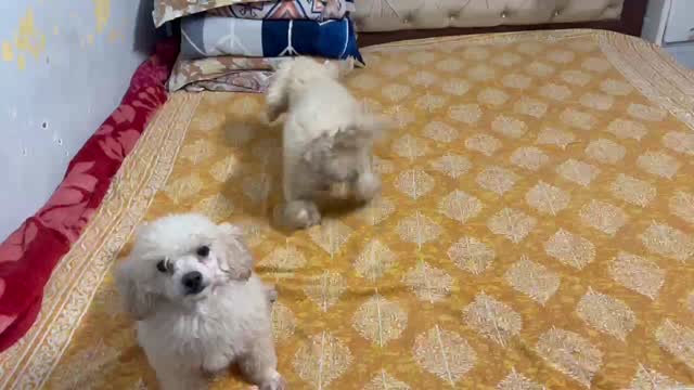 Standard Poodle Puppy, farm video
