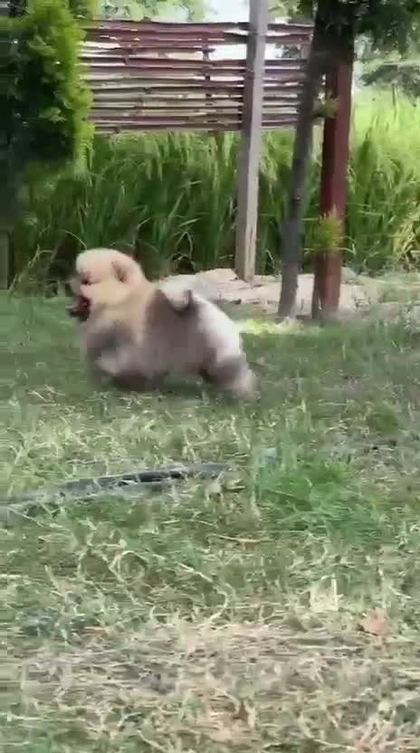 Pomeranian Puppy | Black Color, farm video