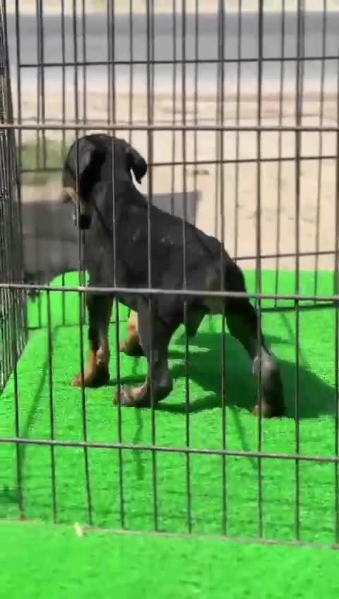 Doberman Pinscher Puppy, farm video