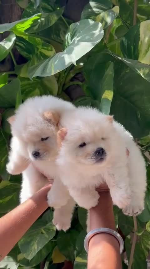 Chow Chow Puppy | White Color, farm video