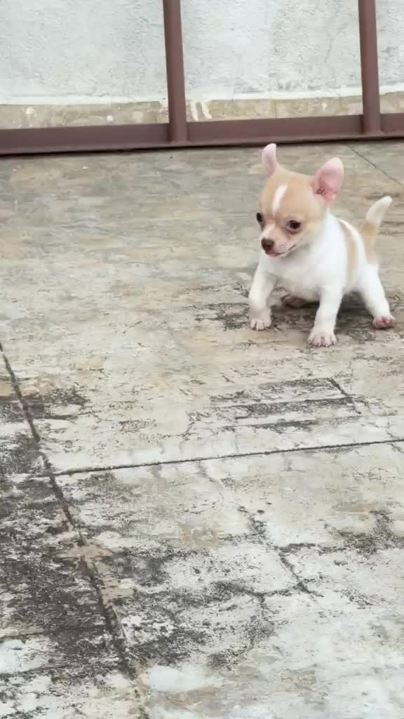 Chihuahua at an affiliated farm in Bengaluru, Karnataka