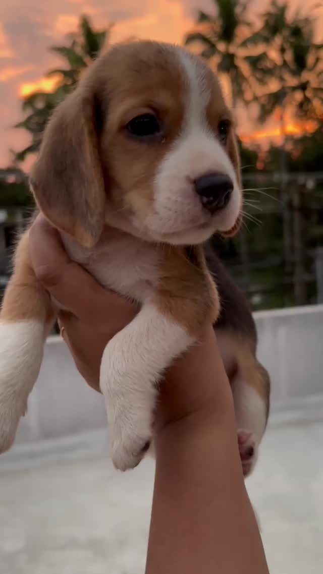 Beagle | Lemon & White | Puppy, farm video