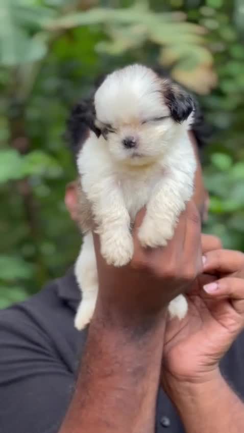 Shih Tzu | Black Color, farm video