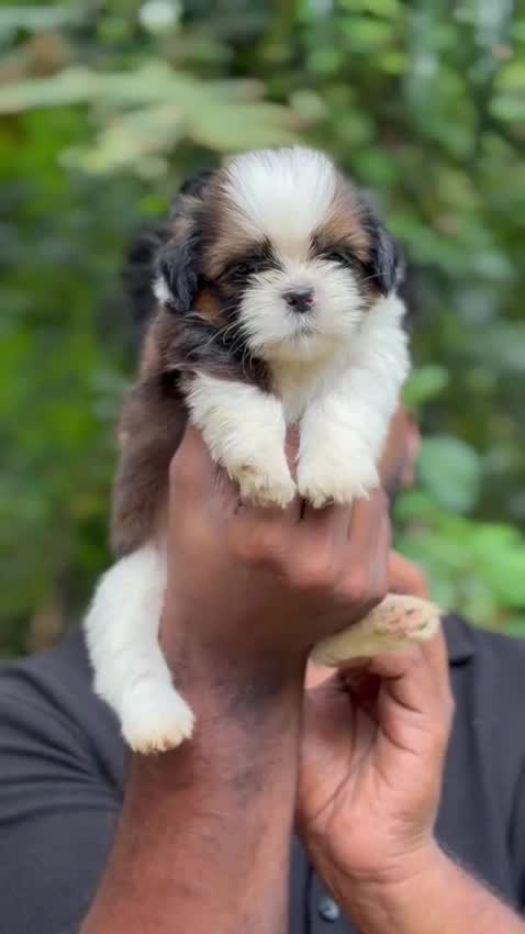 Shih Tzu | Black Color, farm video